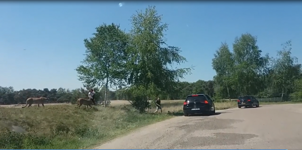 SCENDONO DALL'AUTO ALLO ZOO SAFARI RISCHIANO DI ESSERE MANGIATI DAI GHEPARDI